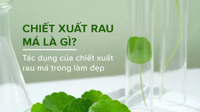 Chiết xuất rau má là gì? Tác dụng của chiết xuất rau má trong làm đẹp