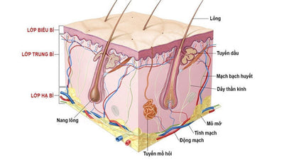 Khám phá những bí mật về lỗ chân lông có thể bạn chưa biết (Phần 1)