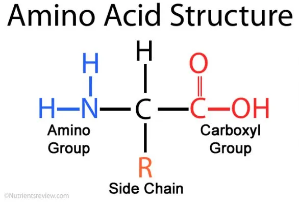 Cấu trúc amino axit