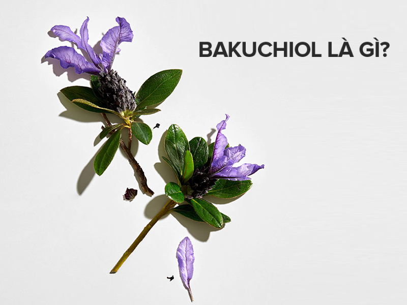 Bakuchiol là gì?