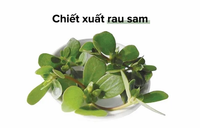 Chiết xuất rau sam (Portulaca oleracea, Purslane)