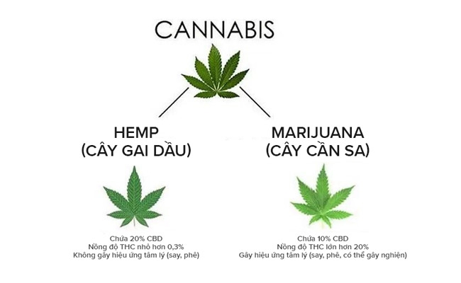 Cannabidiol là một trong số 113 các Cannabinoid khác được phát hiện trong giống cây Cannabis