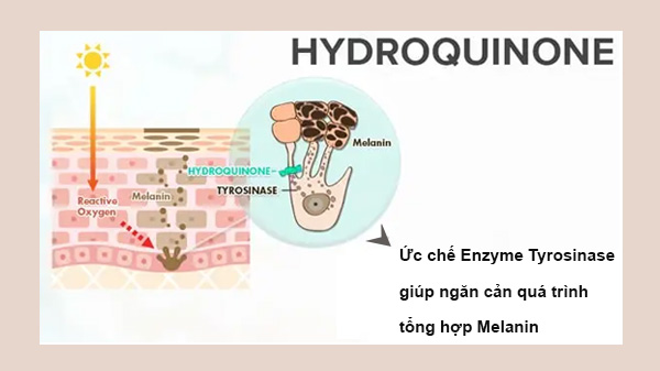 Cơ chế hoạt động của hydroquinone