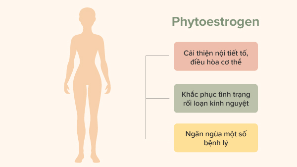 Vai trò của Phytoestrogen với cơ thể, tác dụng của Phytoestrogen là gì