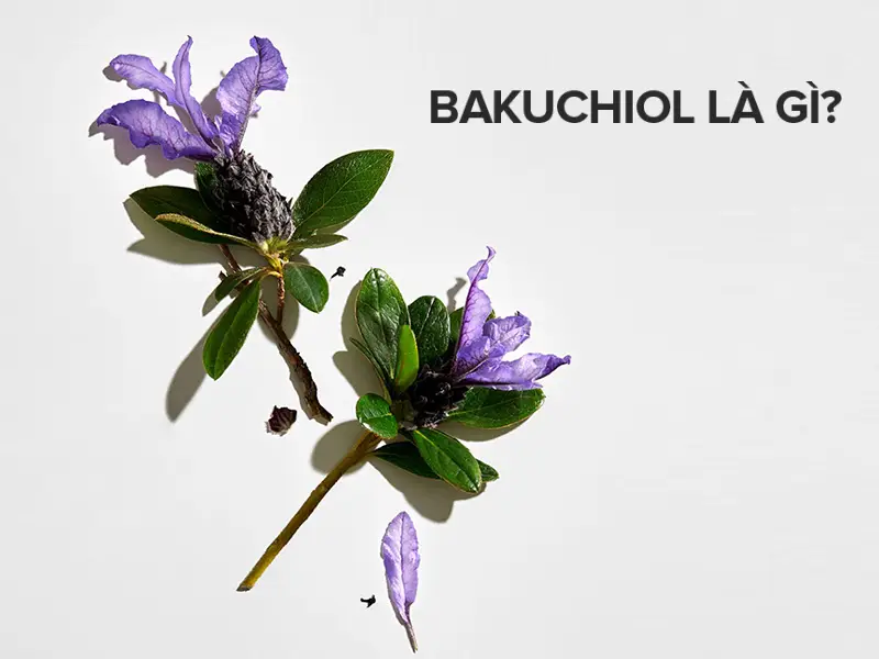 Bakuchiol là gì